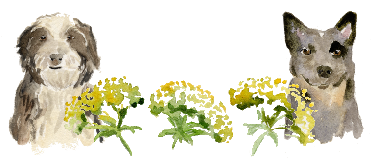 Two dogs with flowers decoration